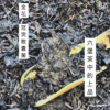 窖藏六堡茶 (金花)/廣西梧州/100g