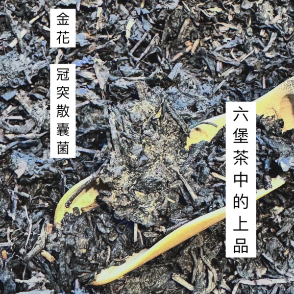 窖藏六堡茶 (金花)/廣西梧州/100g