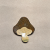 美濃燒＿黃瀨戶小盤＿香菇造型＿黃綠色